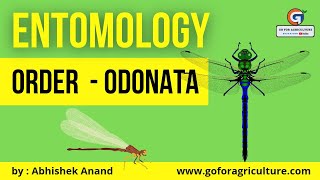 ORDER  ODONATA Dragonfly  Entomology lec 48  Go For Agriculture entomology icar odonata [upl. by Ginzburg]