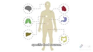 Evolution of Digestive Systems [upl. by Tiraj365]