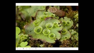 The Other Bryophytes Hornworts and Liverworts [upl. by Hniv776]