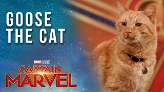 Goose the Cat gets ready for the Captain Marvel Red Carpet [upl. by Odoric760]