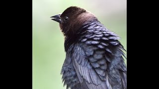 Brown headed Cowbird [upl. by Necyla]