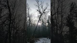 Timber slow fall viralshort subscribe like tree outdoors [upl. by Inimak]