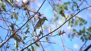 Cedar Waxwing pair [upl. by Nalrah574]