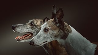 Unleashing the Scent Tracking Power of the Whippet [upl. by Hanover363]