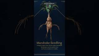 Hogwarts Legacy Mandrake Seedling shorts [upl. by Suiremed]