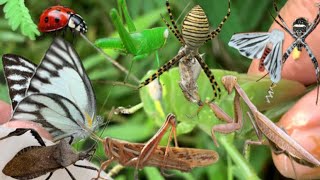 Spiders can camouflage when captured⁉️ [upl. by Simeon]