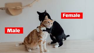 SHOCKING  The Crucial Difference Between Male and Female Cats Unbelievable Facts [upl. by Richy226]