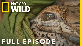 Crocodile Rescue Full Episode  Jungle Animal Rescue [upl. by Amme]