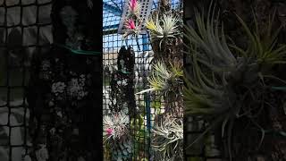 Tillandsia Ionantha 1 [upl. by Hteb]