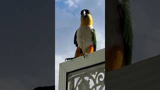 Talking Black Head Caique Parrotsinging away on a sunny day Hes my Tiki Bird 🐦 [upl. by Hsak]