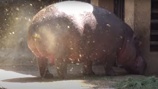 AMAZING HIPPO POOPING SPINNING TAIL  ONE OF A KIND FOUNTAIN BURST OF EPIC PROPORTIONS [upl. by Arhaz]