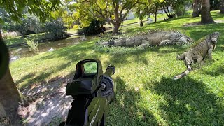 Iguana Removal by Residential Backyard Ditch Hunting Florida invasive Iguanas [upl. by Tirrej]