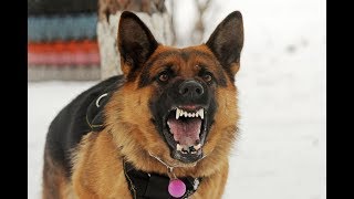 Angry German Shepherd Barking on Cows [upl. by Aramahs]