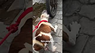 Puncture ytshorts dog pitbull shorts cute sevengers CarryMinati WWE ​speedrecords [upl. by Atilrahc219]