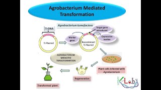 Agrobacterium mediated Gene Transformation [upl. by Archer203]