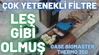 OASE BİOMASTER THERMO 350 DIŞ FİLTRE İNCELEMESİ ve İÇİNİ TEMİZLEDİK [upl. by Westfall]