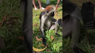 Graceful Colobus Monkey in the Wild 🌿 Primate Nature [upl. by Oneida]