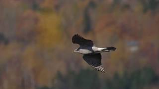 Northern Goshawk slow motion flight Hawk Ridge 2018 [upl. by Jacinto]