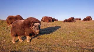 Alaska Musk Oxen in 4k [upl. by Rinna179]