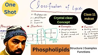 classification of lipids in one shot  phospholipids structure  Examples and functions  urdu hindi [upl. by Motteo]