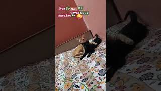 😜Sakal se to mai v sarif hu pr Sirf sakal se🥴catvideos funny catlover cute comedyfilms [upl. by Lagiba527]