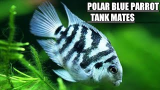 Polar blue parrot Cichlid tank mates  Polar blue parrot fish Tank mates [upl. by Jase]