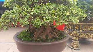 Bonsai giải đặc biệt svc [upl. by Ailegnave]