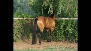 AQHA Buckskin Western Pleasure Stallion [upl. by Assirehc]