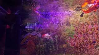 goldy white fish in fish tank1 [upl. by Close]