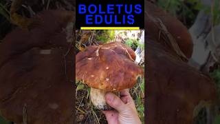 Magnifique Boletus Edulis dans les herbes [upl. by Golding256]