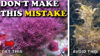 Biggest MISTAKE for Keeping Macroalgae in a PLANTED REEF [upl. by Eetsirk]