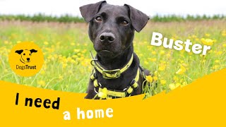 Buster the brilliant Patterdale Terrier  Dogs Trust Leeds [upl. by Malena381]