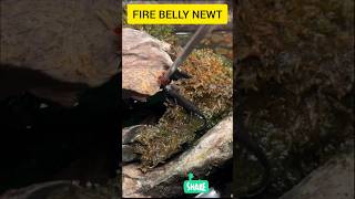 FIRE BELLY NEWT फायर बेली न्यूट shorts trending viralshorts reptiles firebellynewt [upl. by Allehs]