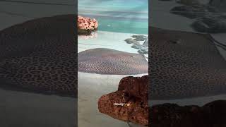 Leopard Devilfish sea fishvideo naturelovers likes aiart aishorts glamur fancy cuteanimals [upl. by Shermie]