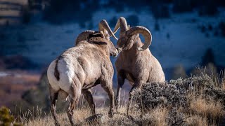 Bighorn Ram BATTLE in Wyoming [upl. by Gilletta13]