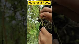 Parasitic Plant  Modes of Nutrition biology class10science ytshorts science [upl. by Janis]