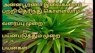 அன்னபூர்ணா இலைகள் பிரியாணி இலை pandan leaves ரம்பை இலை வளர்ப்பு முறை பயன்கள் [upl. by Siul]