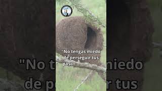 Nido de hornero  Argentina youtubeshorts [upl. by Nedyaj]