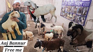 Offer wale bakre available in Hyderabad at Deccan goat farm  madurai guntur rampuri amp huntal mende [upl. by Thorbert]