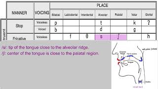 Fricatives ʃ and ʒ [upl. by Moberg]