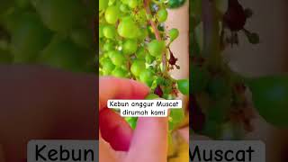 🍇🍇🍇 fruits muscat grape plangioliver vlogspanyol [upl. by Yorle]