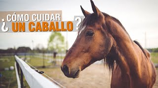 ¿Cómo cuidar y herrar UN CABALLO  Videos de Caballos [upl. by Adnalro501]