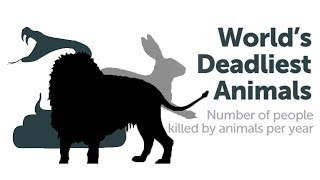 What is the Worlds Deadliest Animal [upl. by Eipper]