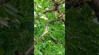 Healthy gooseberries in our Home nature [upl. by Peadar449]