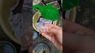 dhonia pata seeds homegardenideas [upl. by Aleyam]