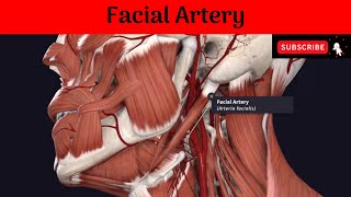 Facial Artery Anatomy mbbs education bds headandneckanatomy arteries [upl. by Oba]