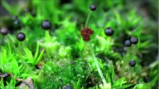 Liverwort Fossombronia longiseta Time Lapse [upl. by Kameko13]