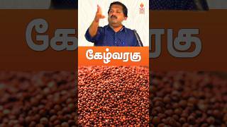 அரிசியை விட கேழ்வரகு சிறந்ததுdrsivaraman kelvaragu கேழ்வரகு tamil healthyfood tamil [upl. by Nylanna433]