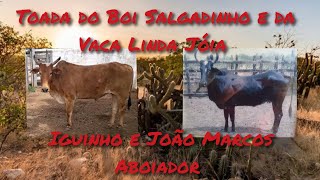 Toada do Boi Salgadinho e da Vaca Linda Jóia  Iguinho e João Marcos Aboiador [upl. by Ecargyram]