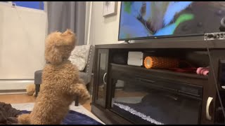 Mini Poodle DOG BARKING AT TV ANIMALS [upl. by Buckingham]